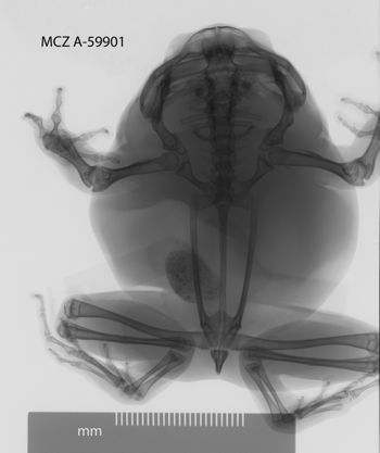 Media type: image;   Herpetology A-59901